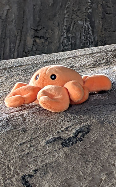 Chance -- an orange crab stuffie with black eyes