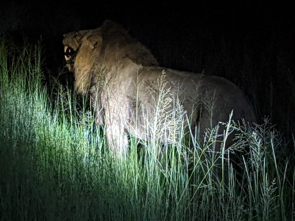 Male lion at night.