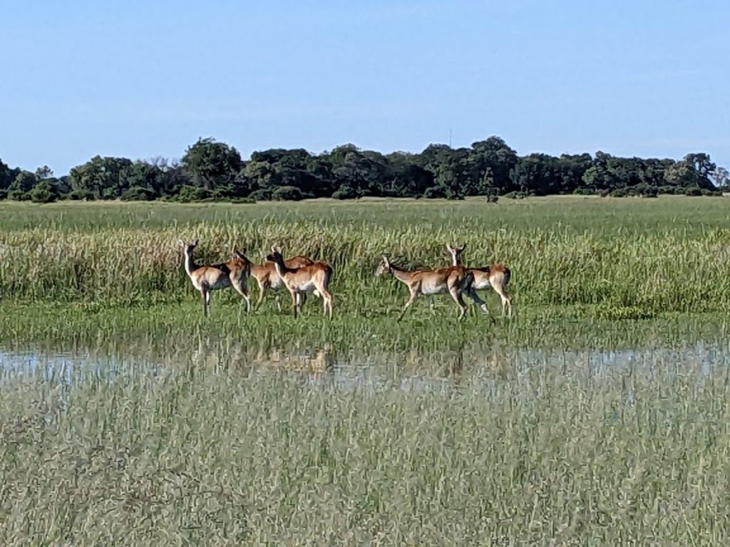Red lechwe, in the water