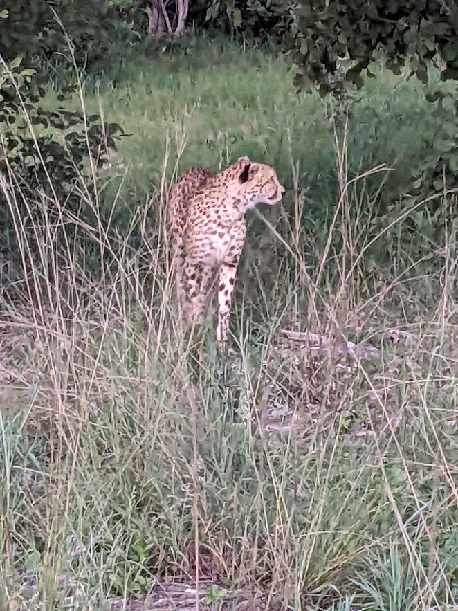 Cheetah stalking through the bush.
