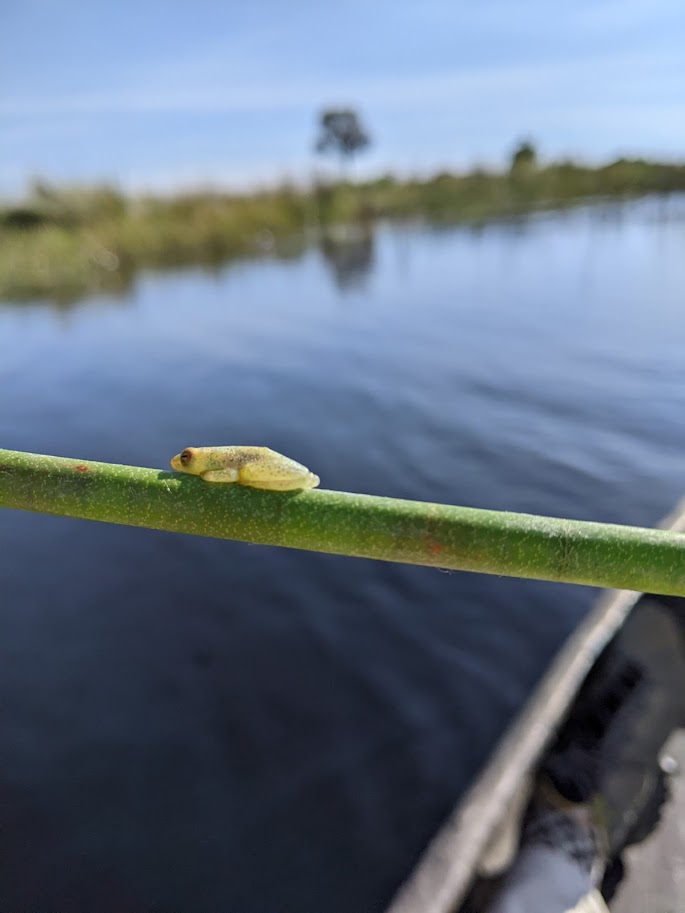 A tiny green frog on a green reed.