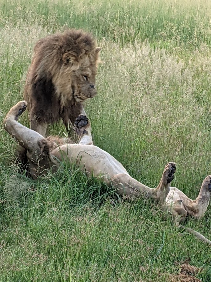 Adult male lions behaving like kittens