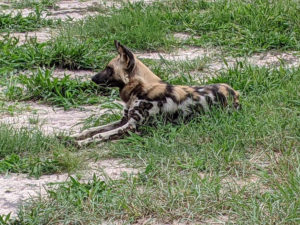 An African wild dog, lying down with forelegs extended, facing left.