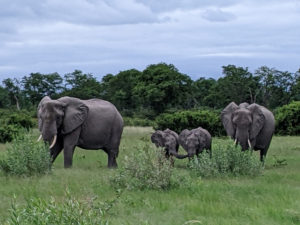 Two female elephants with a pair of young ones between them.