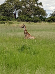 A baby giraffe, sitting in the grass, which covers its legs and maybe 2/3 of its body.