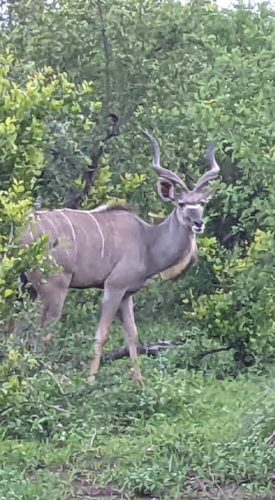 a male kudu looking toward the camera