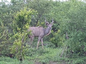 a male kudu looking toward the camera