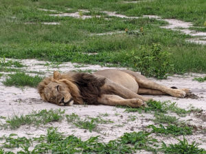 A big male lion lying on the ground after having eaten a large meal.
