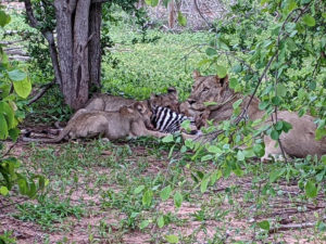 A lioness and her four lion cubs eating a zebra.