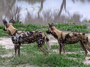 Two African wild dogs.
