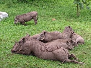 A family of warthogs, snuggled up to one another in a heap.  A solitary warthog is grazing in the background.