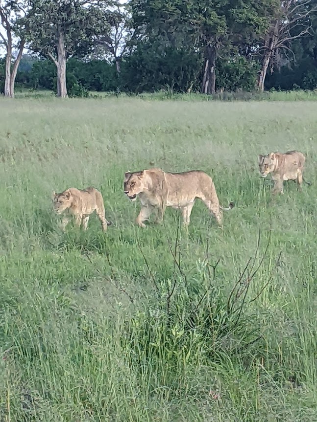 Lioness and two teenaged cubs crossing a water field.