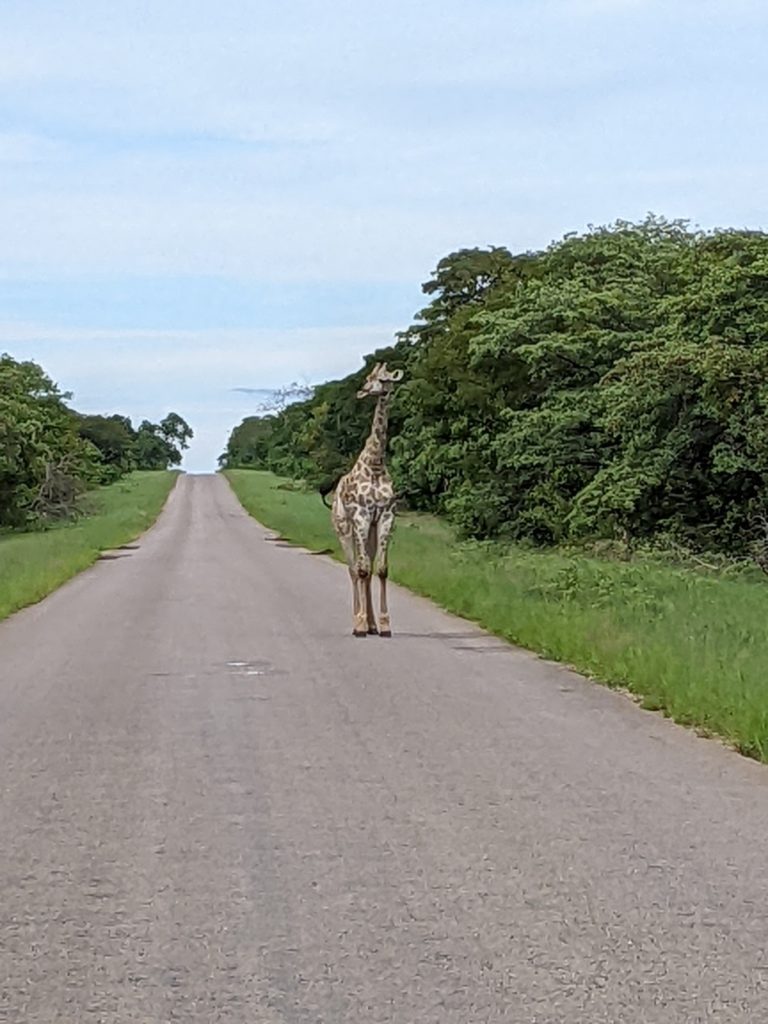 Leisurely giraffe blocking traffic.