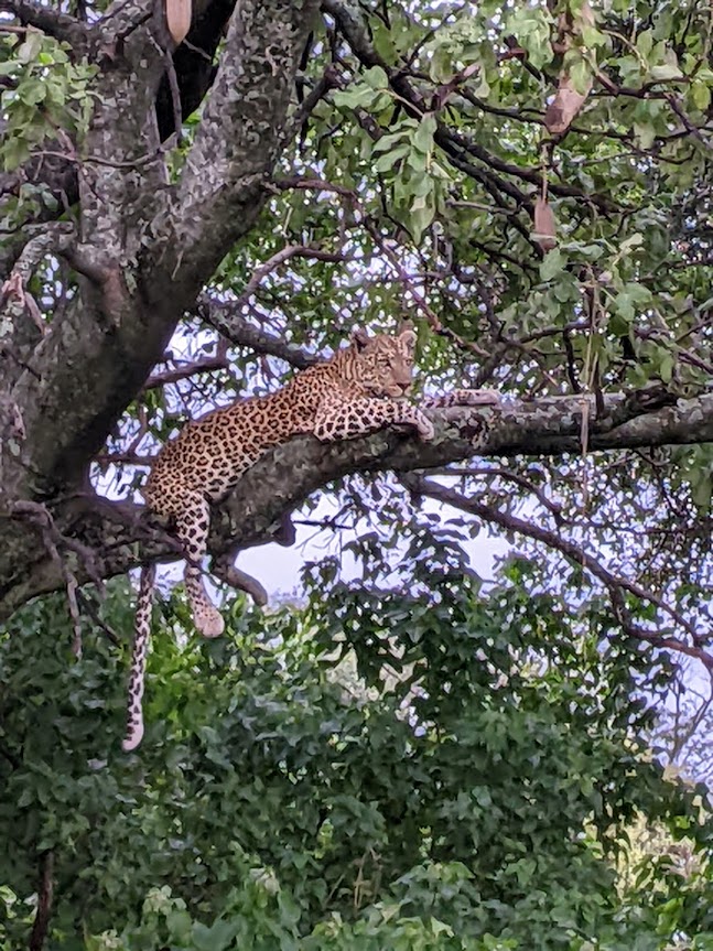 Leopard draped along a branch.