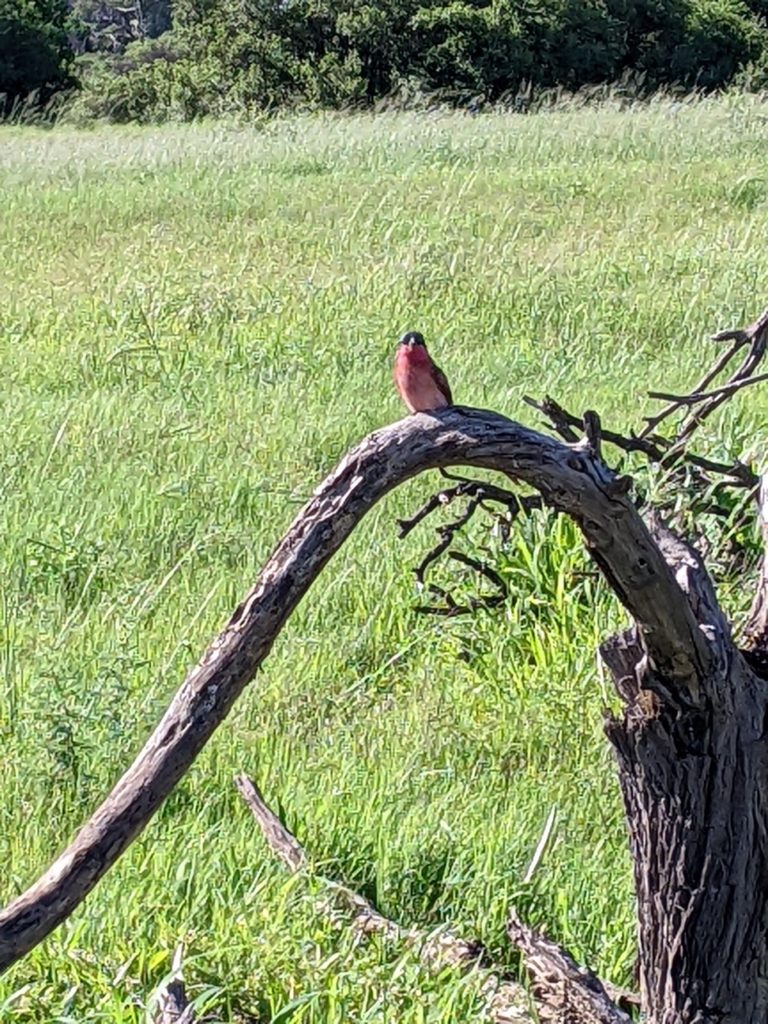 Crimson-breasted shrike, sitting on a dead tree limb.