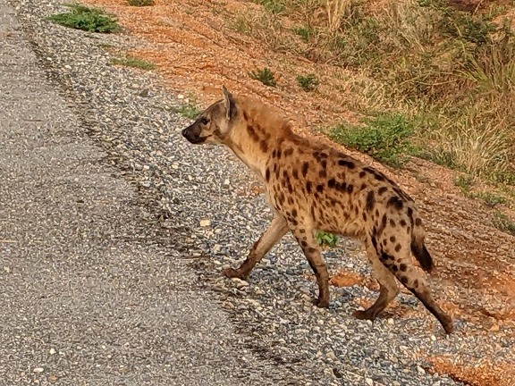A hyena, about to step onto the road.