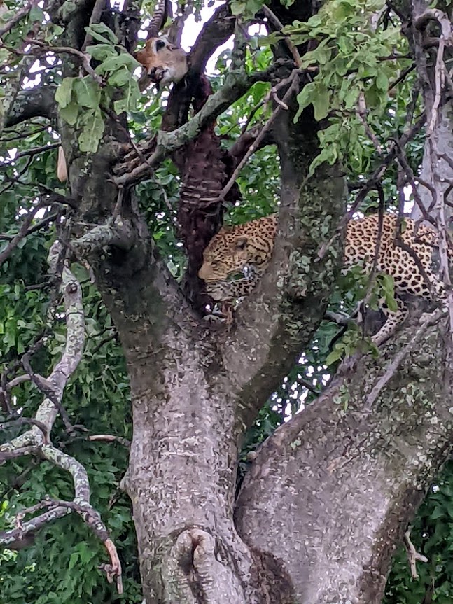 Leopard munching on what's left of a lechwe.
