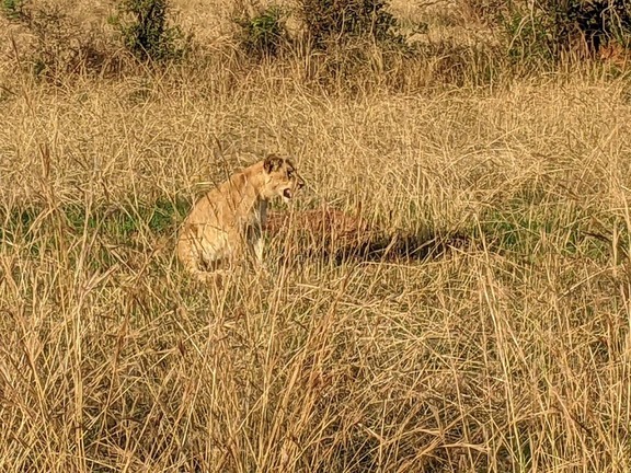 A lion cub, sitting -- a very cat-like pose -- amidst tall grass, mouth open, facing to the right.