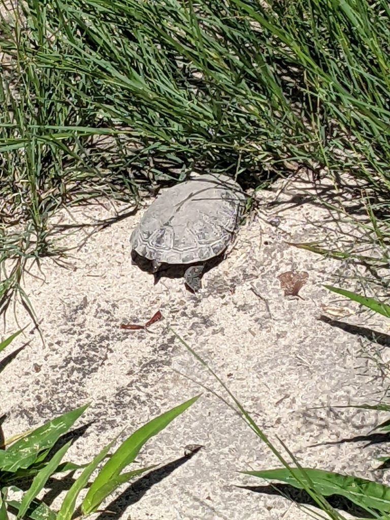 Diamond-backed terrapin (they're fast).