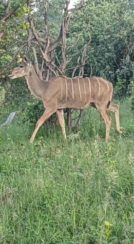07-kudu-doe