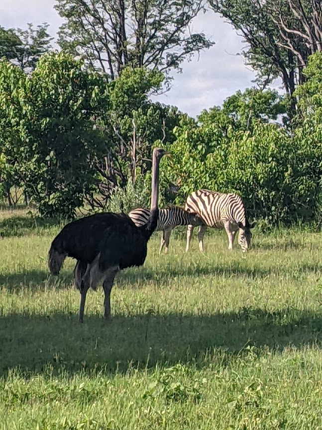 Ostrich in the foreground, two zebras further back toward the bushes.