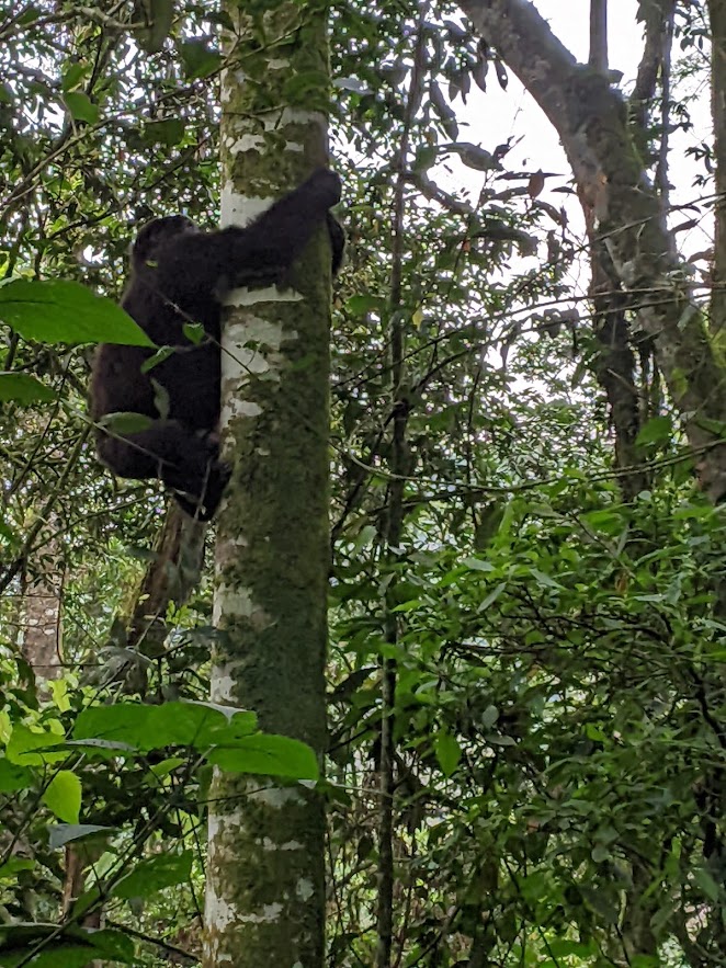 A gorilla, climbing a tree.  The tree is just left of center, and the gorilla is climbing the left side of the tree.  There is moss growing on the other side.