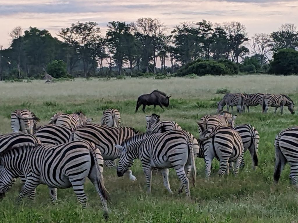 A herd of zebra with one mandatory wildebeest.