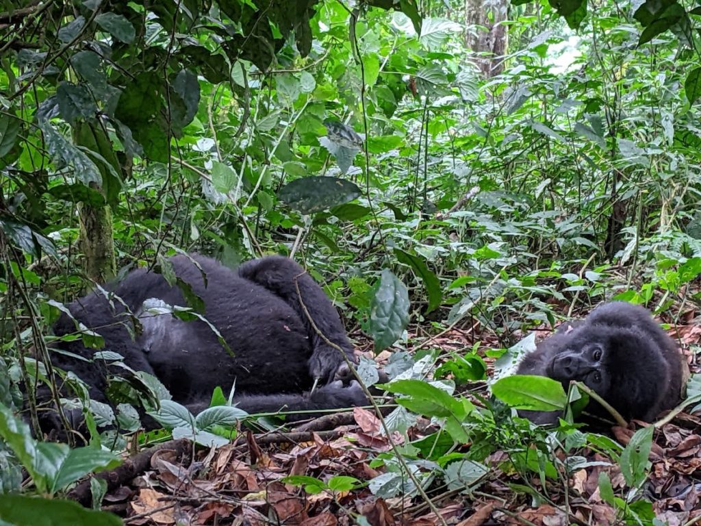 The mother gorilla lies on her side on the left; her daughter, also lying on her side, has tilted her head to look directly at me.