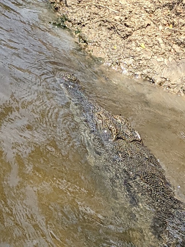 The crocodile is positioned diagonally across the frame, with its snout toward the upper left corner.