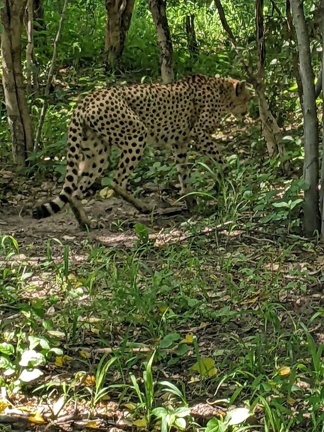 Cheetah limping into the bushes