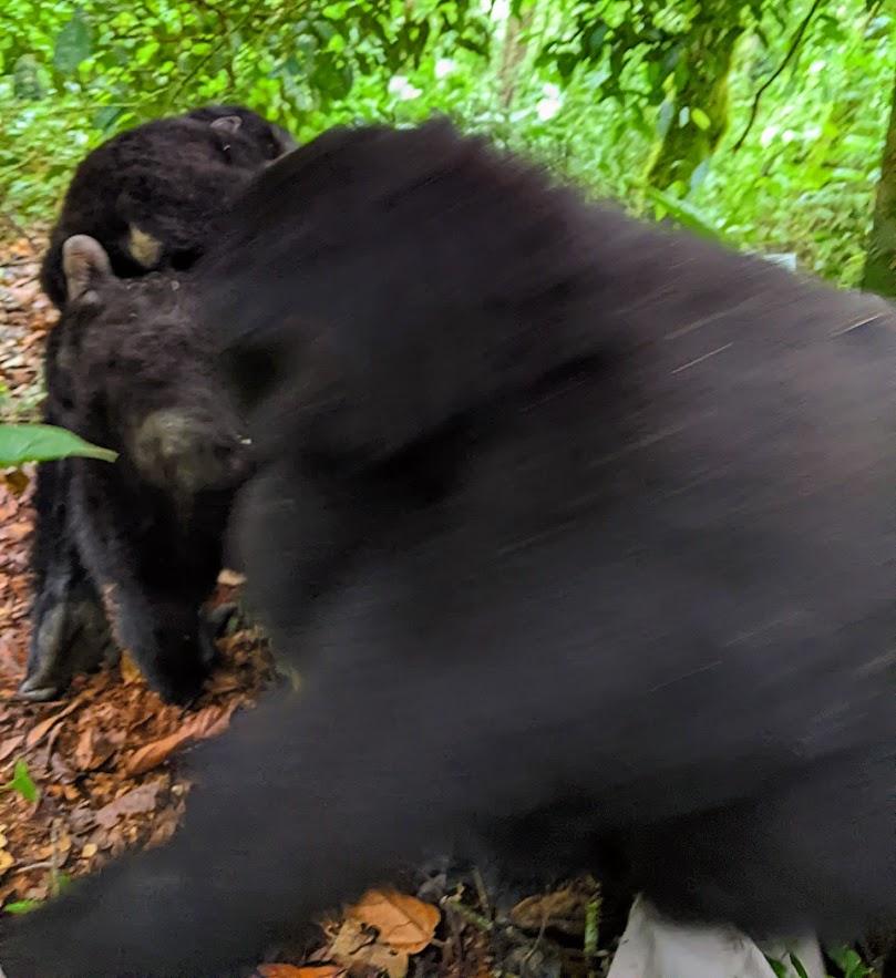 A gorilla is climbing over my leg, which is just visible in the lower right. The gorilla climbing over it is out of focus and motion-blurred.