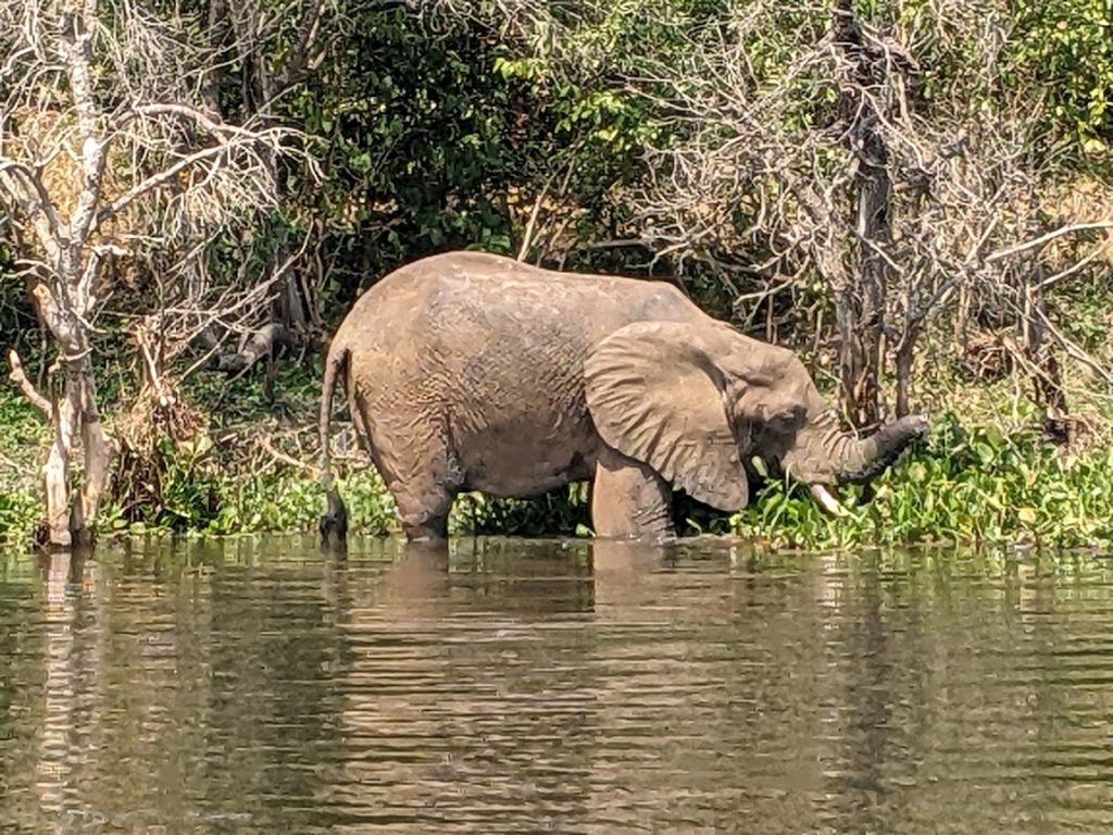 An elephant, its trunk shortened after an encounter with a snare, standing knee-deep in water.  It is facing to the right and munching on the plants in front of it.