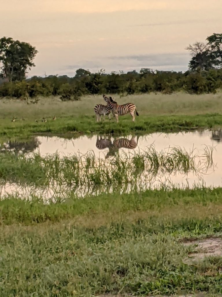 Zebras, with their reflection in a pond.