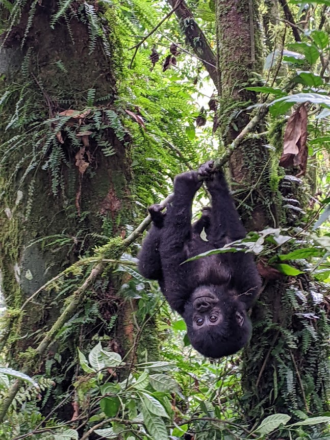 A young gorilla is hanging upside-down, clinging to a thin branch with both hands and one foot.