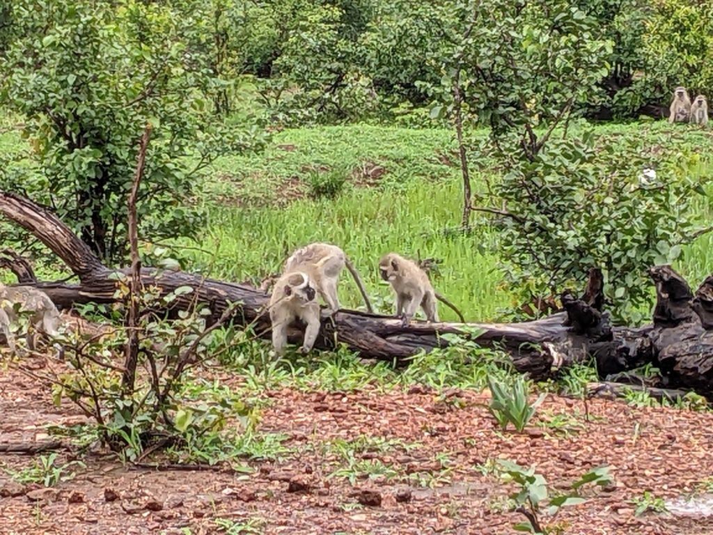 Two vervet monkeys clambering over a log, intending to steal treats from the sanctuary elephants.