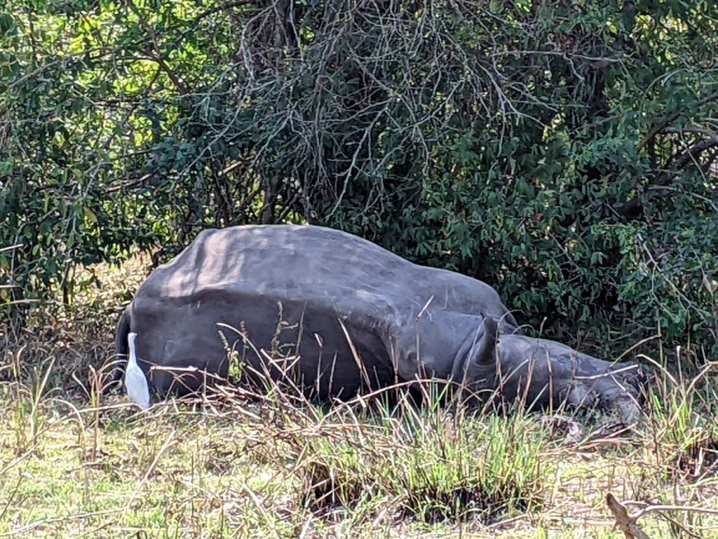 A rhino lying down, head to the right, facing away from the camera. A white ibis stands on the left just to the right of the rhino's tail.
