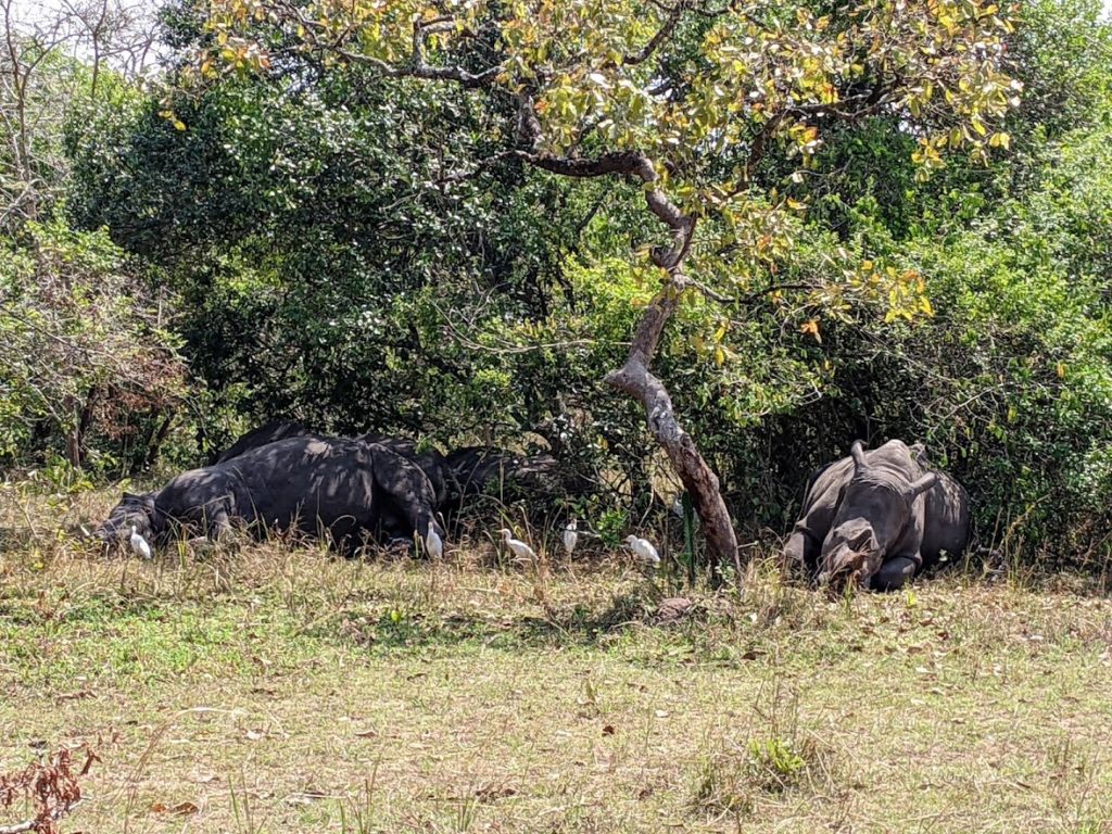 A group of rhinos lying in the shade.  One is on the right facing the camera.  There is a gnarled tree just right of center; on the other side are several ibis, and several rhinos lying behind them. 