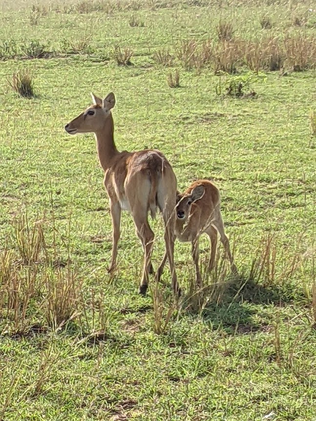 A mother and baby kob.  The baby is peering out at me from behind its mother.  The mother has her head turned to the left, which means that she's looking directly at me with her left eye.