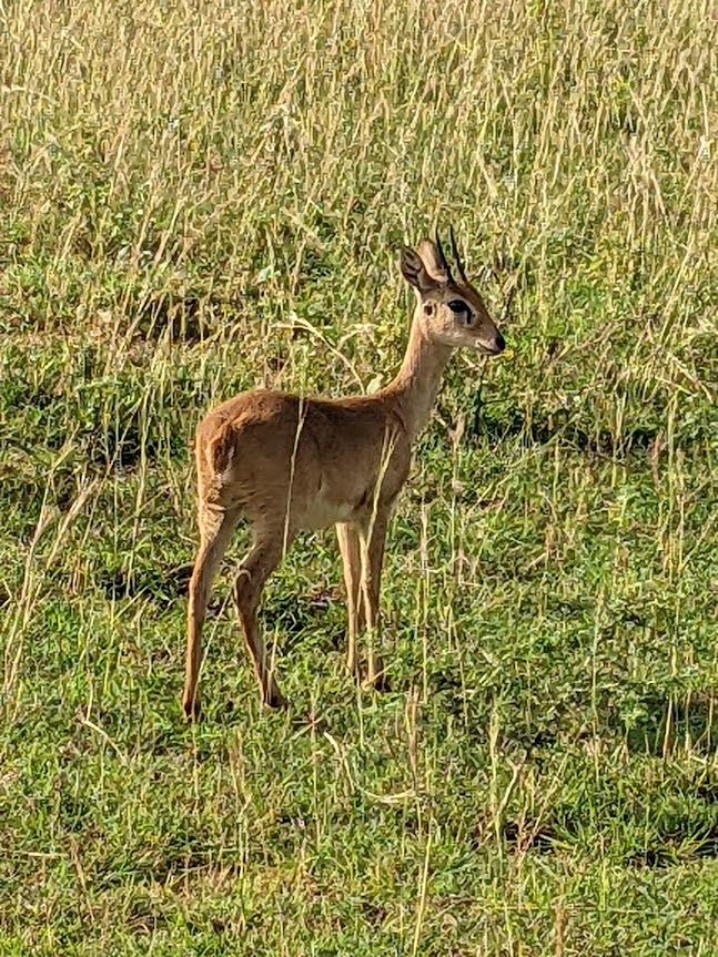 Finally, I got close enough to an oribi to get a good picture. It's looking directly at me with its right eye -- like most herbivores its eyes are positioned to give the widest possible view.  Its two dainty horns curve slightly forward.