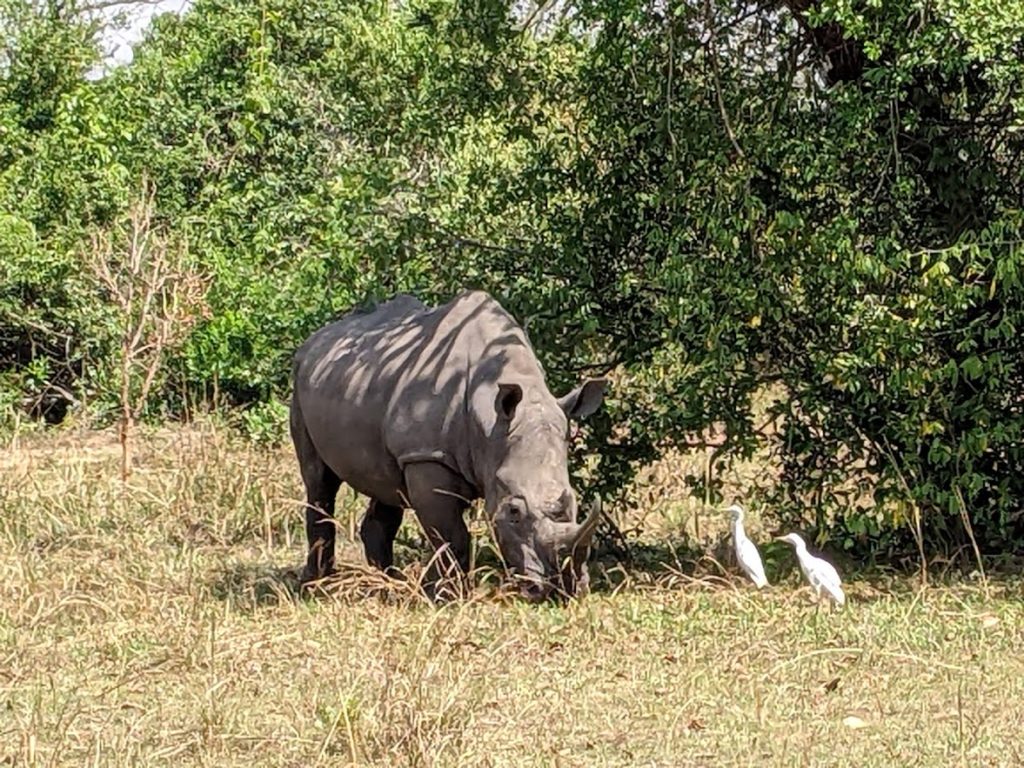 A rhino grazing while a pair of ibis look on.