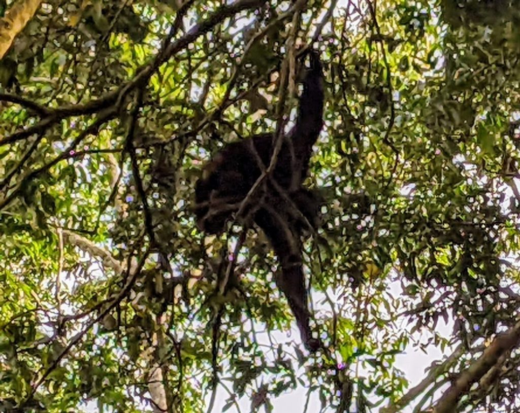 The chimp is clinging with one hand to a branch above him while reaching down with the other.