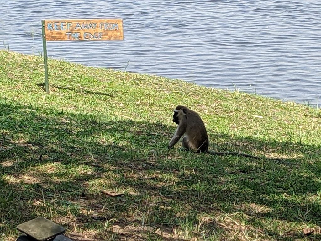 A vervet monkey sits near the riverbank, facing (and ignoring) a sign that reads "KEEP AWAY FROM THE EDGE"