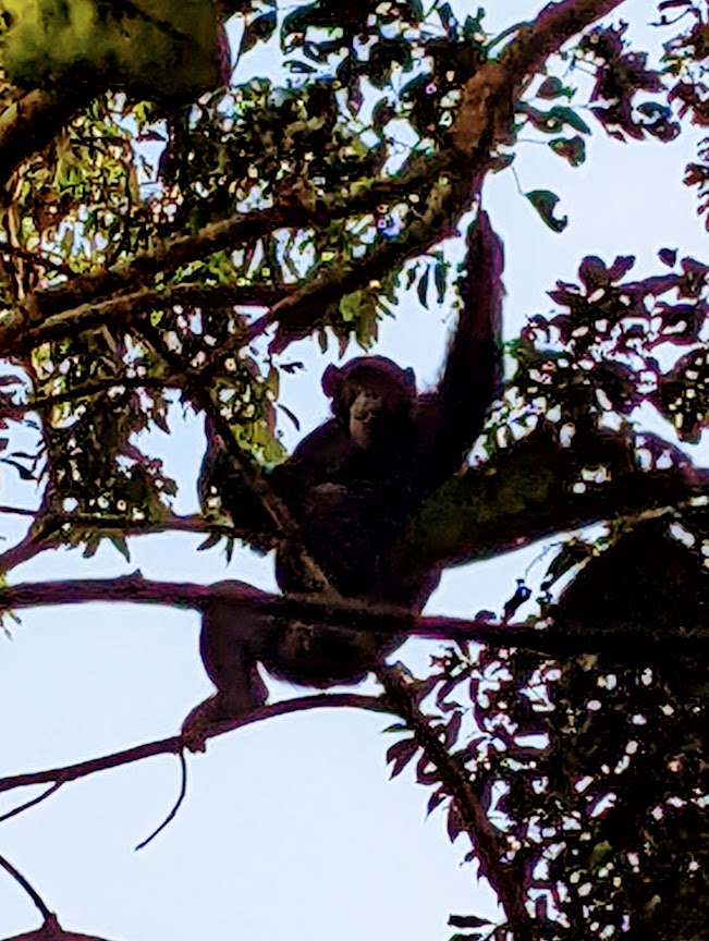 A young chimpanzee is perched on branches that go in several different directions.  He's reaching up for something with his left arm.