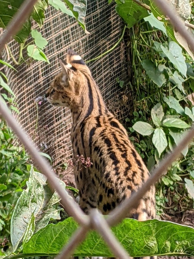 A serval -- a cat with orange fur and black stripes and spots -- with its head turned to the left.