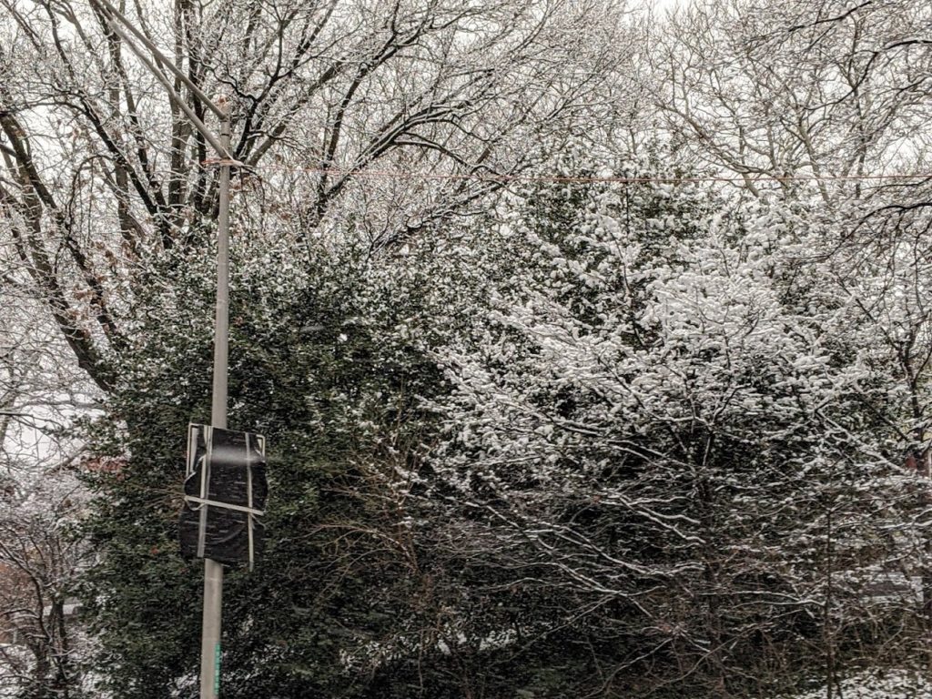 Several trees both evergreens and deciduous, with snow on their branches. A streetlamp in front of them on the left.