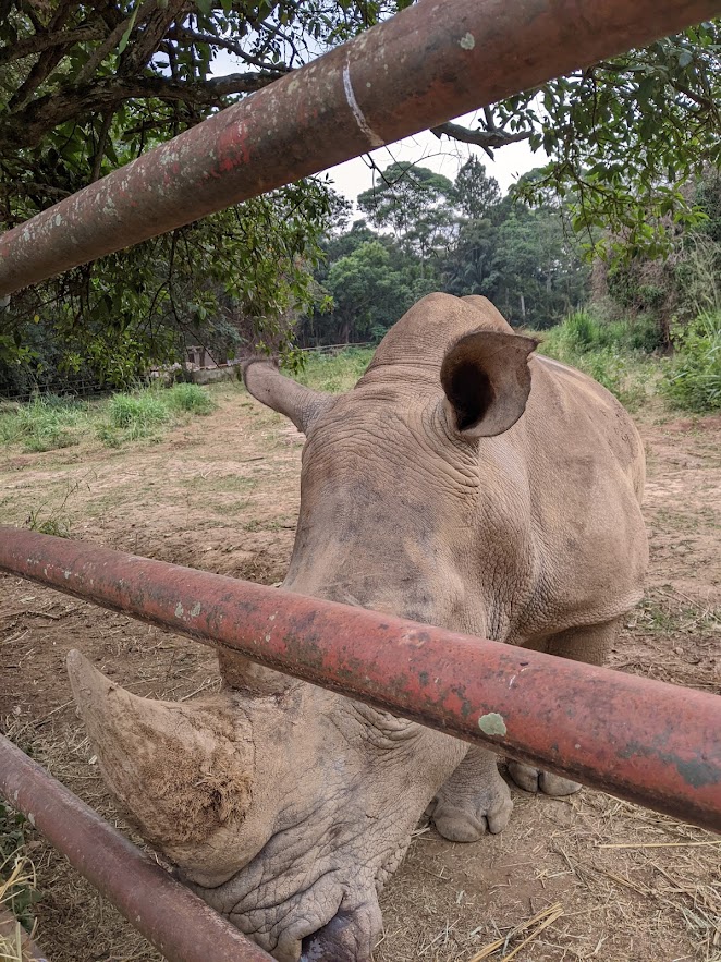 A white rhino poking its front horn between two slightly-rusted bars; perspective makes its head look enormous.