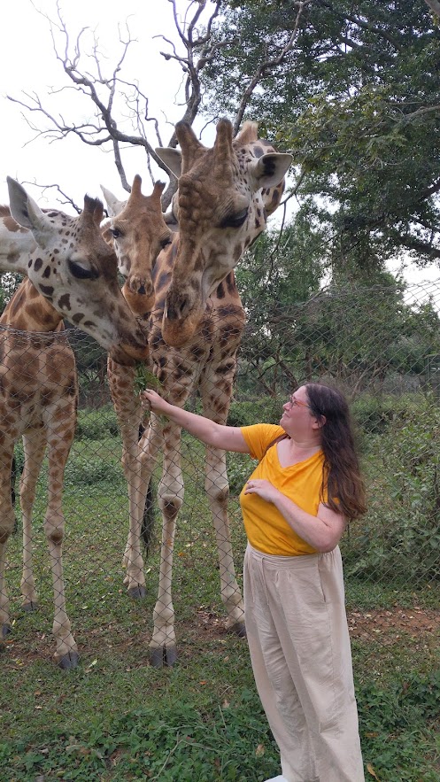 I'm holding up a stalk of leaves trying to feed the middle giraffe, but the two on either side of it are crowding it out.
