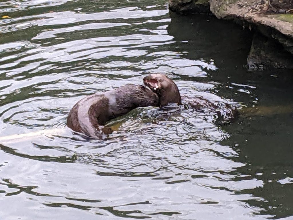A pair of river otters.  The one on the right is mostly submerged; both are sitting on a tree branch or pipe under the water.