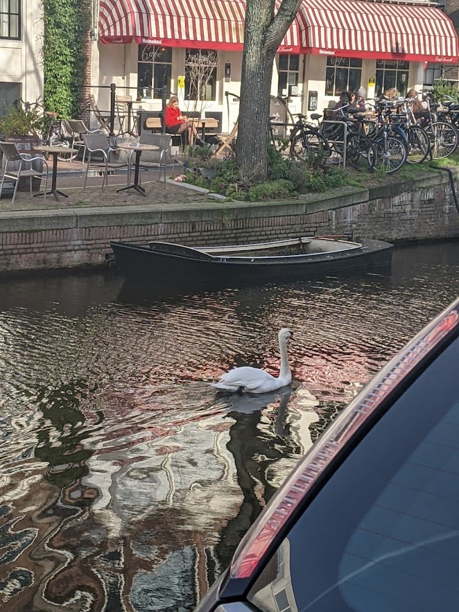 A swan is in the center of the picture, swimming toward the right.  There is a small boat behind it, and on the bank behind that are tables, a tree, and a row of bicycles.  There is a cafe in the background.