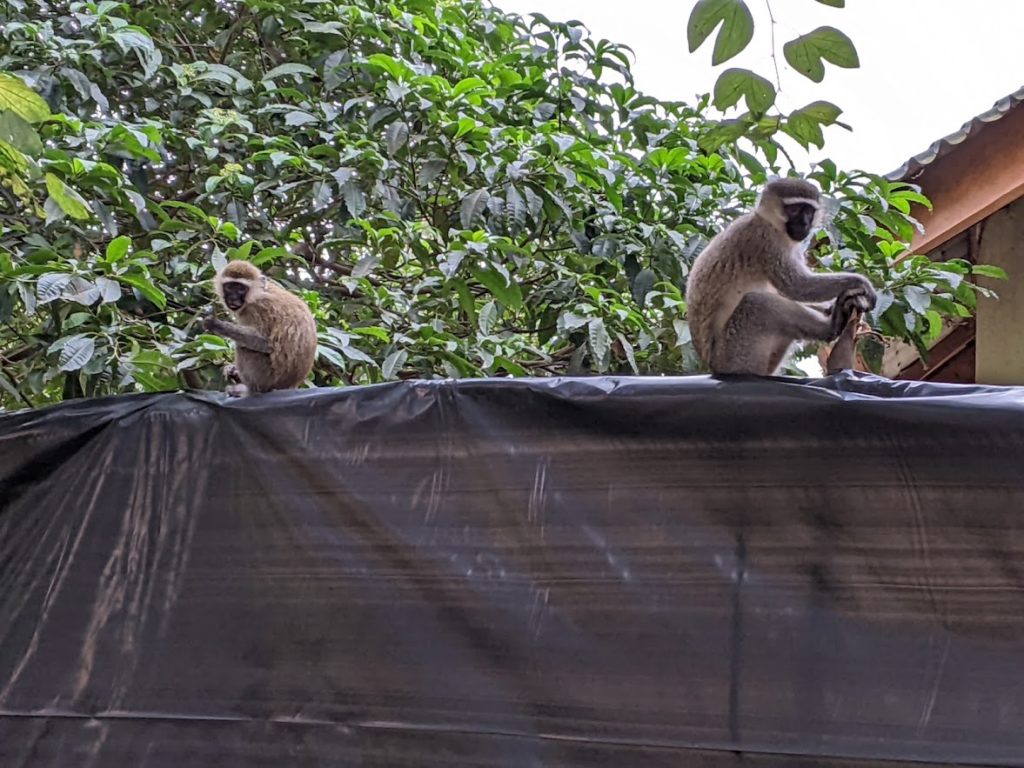 A pair of vervet monkeys, sitting on top of a stack of boards covered with a plastic tarp.  Both are looking at me.